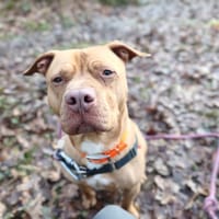 LETO, chien à adopter