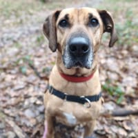 STARKY, chien à adopter