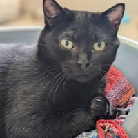 POIL PILE QCT, chatte à adopter