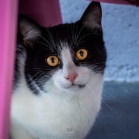 CLOVER, chat à adopter