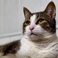 Nougat, chat à adopter