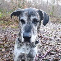 TYSON, chien à adopter