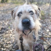 DJANGO, chien à adopter