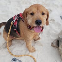 Luffy, chien à adopter