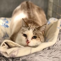 SUYOIL, chatte à adopter