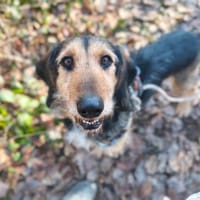 POKER, chien à adopter