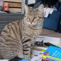 CHATAIGNE, chatte à adopter