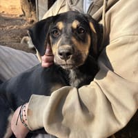 Benito, chien à adopter