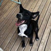 PONGO, chien à adopter