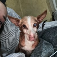 ELFO, chien à adopter