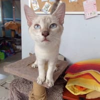 ARCAS, chat à adopter