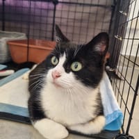 Calista, chatte à adopter