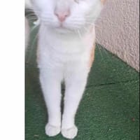 Roux, chat à adopter