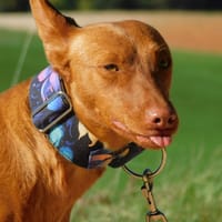 PROMISSE, chienne à adopter