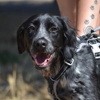 DANDY, chien à adopter