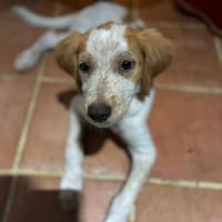ACAÏ, chiot femelle Croisée Épagneul, chienne à adopter