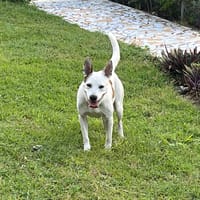 🐾 À L’ADOPTION – FÉFÉ, la complice idéale pour toutes vos aventures ! 🐾, chienne à adopter