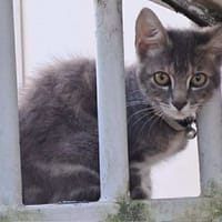 🐾 À L’ADOPTION – GREY, adorable petite chatonne 🐾, chatte à adopter