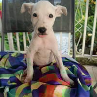 🐾 À L’ADOPTION – INDRA, malicieuse et pleine d’amour 🐾, chienne à adopter