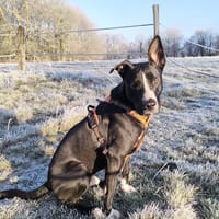 JEÏKO Mâle Berger créole junior, chien à adopter