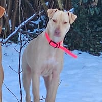 PHOENIX Croisée Labrador Femelle junior, chienne à adopter