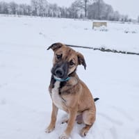 SANJEE, chiot Berger Créole mâle, chien à adopter