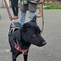 ULYSSE, chienne à adopter