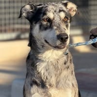 MARGOT (Maria), chienne à adopter