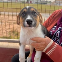 HARTLEY  (Martina), chien à adopter