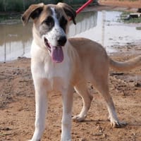 TULUM (Maria), chien à adopter