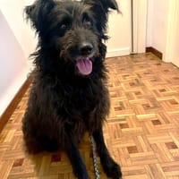 GOKU (4 patas), chien à adopter