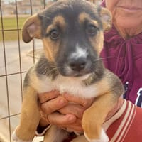 CÉLINE  (Martina), chienne à adopter