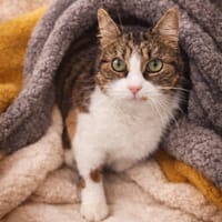 MARJOLAINE, chatte à adopter