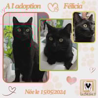 Félicia, chatte à adopter