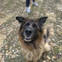 Adi, pies do adopcji