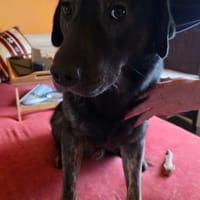 Notfellchen SHADOWin 69198 Schriesheim, Hund zur Adoption