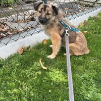 Schmuseprinz 6,5kg, Hund zur Adoption