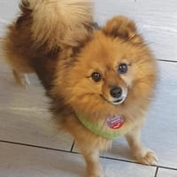 Bertha in 42859 Remscheid, Hündin zur Adoption