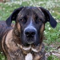 Hanni, geb. ca. 12/2020, 59069 Hamm, Hund zur Adoption