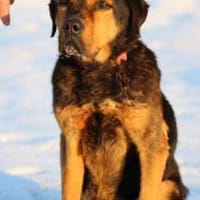 Mac - sehr verschmust u. liebenswert, Hund zur Adoption