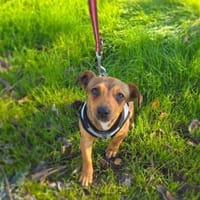 Lora sucht ein Zuhause, Hündin zur Adoption