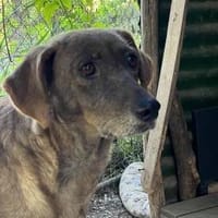 Lucy. Schüchternes Mädchen sucht Zuhause, Hündin zur Adoption