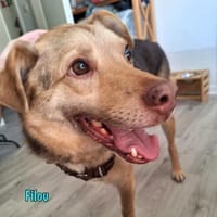 NOTFALL Filou sucht dringend einen Platz, Hund zur Adoption