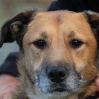 Sanjay - sehr verspielt u. kinderlieb, Hund zur Adoption