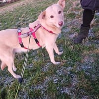 Hündin Fleur sucht ein Für-Immer-Zuhause, Hündin zur Adoption