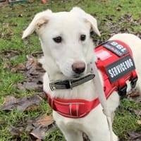 Möchten Sie Itria ein Zuhause geben?, Hündin zur Adoption