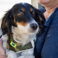 Geraldina -liebe Prinzessin zum Kuscheln, Hündin zur Adoption