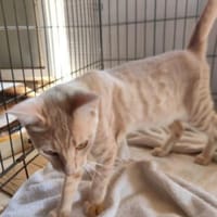 GINGER, zutraulich und verschmust, Kater zur Adoption