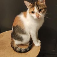 Kätzin Alice, Katze zur Adoption