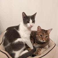 Katzenpaar Sunny & Marvin, Kater zur Adoption